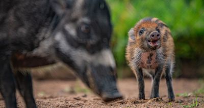 Conservationists hail arrival of Visayan warty piglet