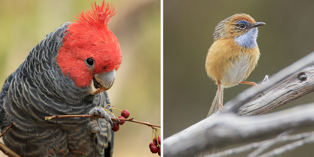 Endangered Australian birds top music charts