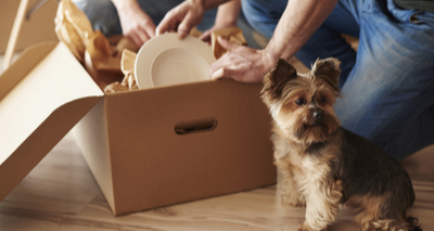 Pets in rentals campaigners meet housing minister