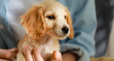 Pandemic Puppies research receives funding boost