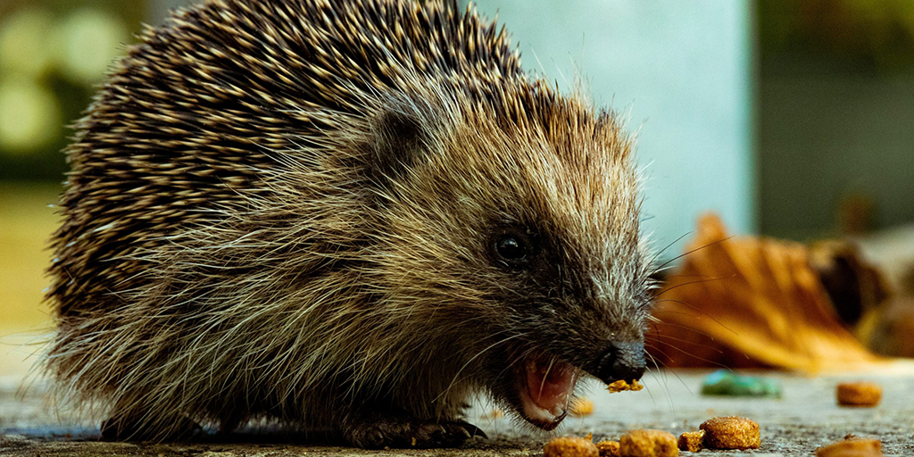 Green spaces necessary for urban hedgehogs' survival