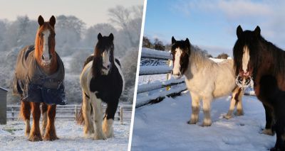 Horse owners urged to be ‘rug-wise’ this winter