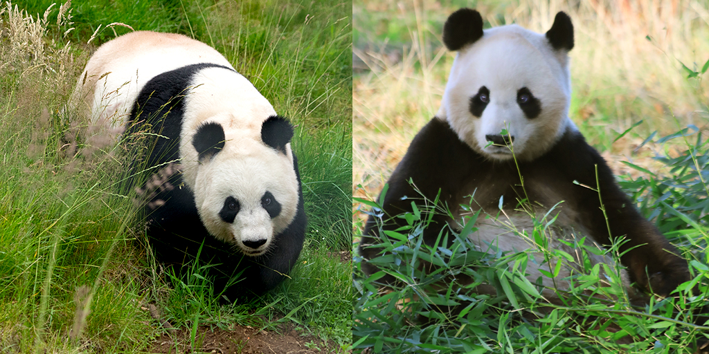 Giant pandas to stay in Edinburgh until 2023