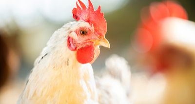 Further avian flu cases confirmed