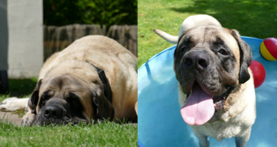 Largest former Dogs Trust dog wins award