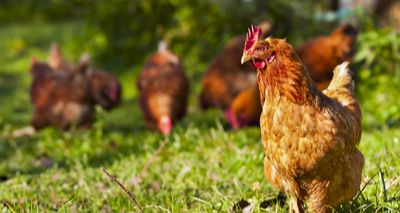 Chief Vet urges 'urgent action' over avian flu