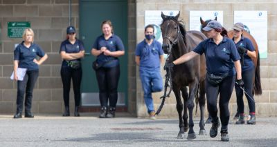 Webinar to explore 'the whole horse approach'