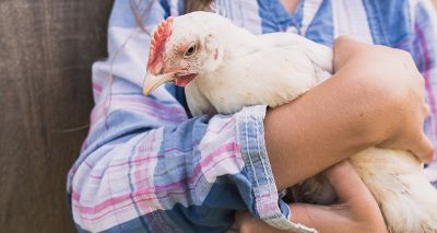 Chicken research grants available for vet nurses and students