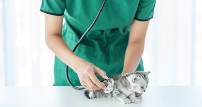 New collaboration to empower VNs to ‘speak up for cats’