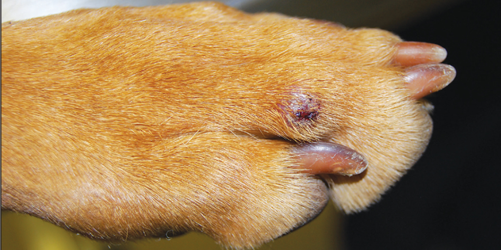 Study identifies common skin masses in young dogs