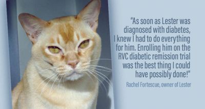 Diabetic cats sought for RVC trial