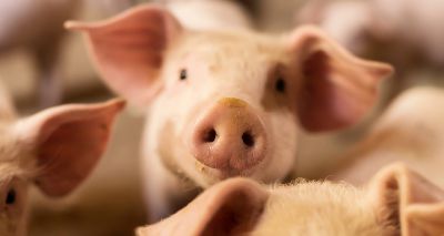 Study sheds light on why pigs don’t get sick from COVID-19
