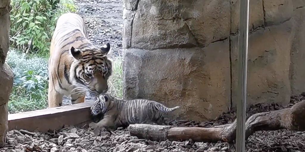 Endangered tiger cub takes first steps outside