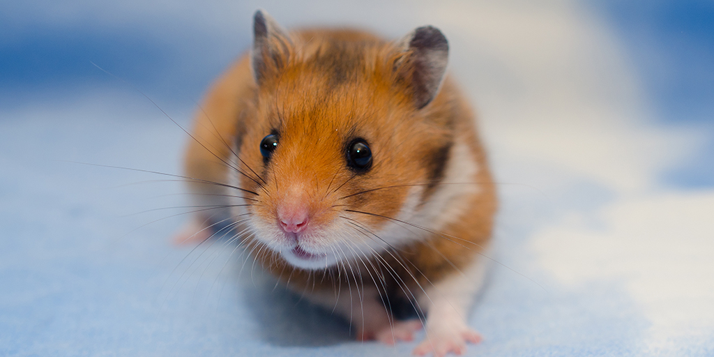 2,000 hamsters in Hong Kong to be culled