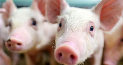 DNA study offers fresh insights into pig muscle growth