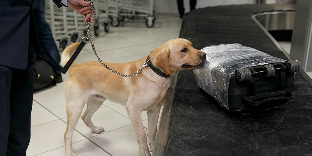 Scottish detector dogs to help stop spread of exotic animal diseases