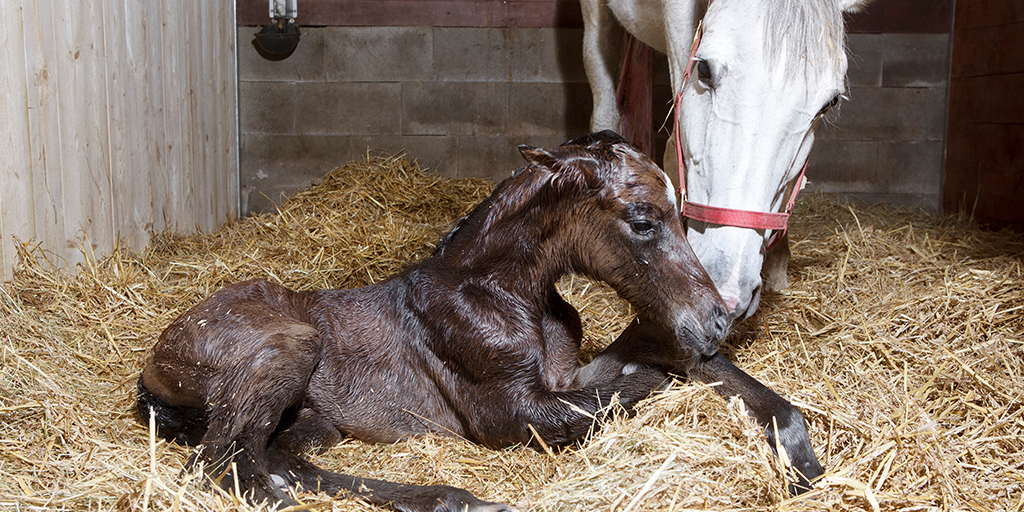 First case of Fragile Foal Syndrome found in thoroughbred horse