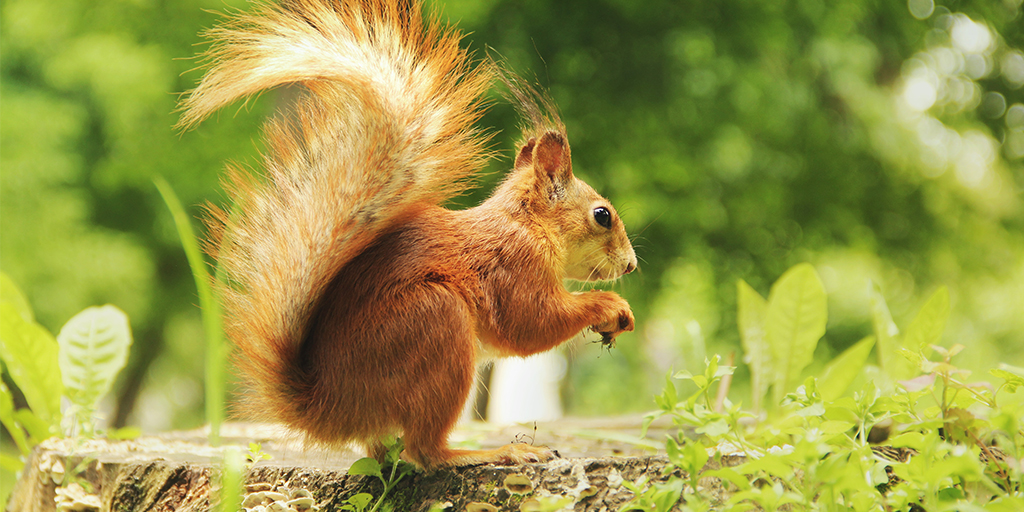 Disease surveillance by veterinary scientists to help protect red squirrels