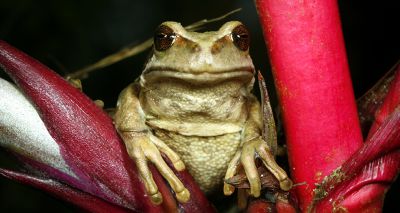 Amphibian study reveals parental care influence on offspring