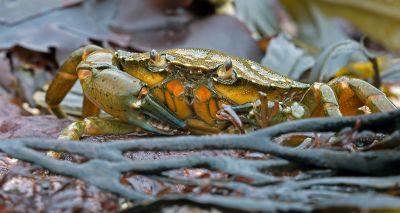 Study reveals global cost of invasive crustaceans