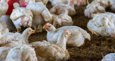 Avian flu confirmed at tenth Lincolnshire premises