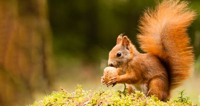 Red squirrel conservation strategies negatively impact species – study