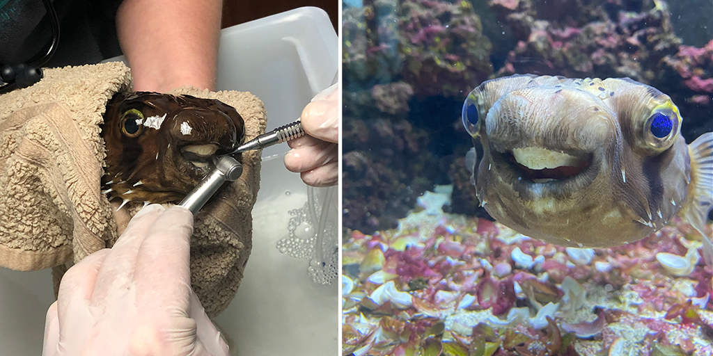 Porcupine pufferfish gets beak trimmed