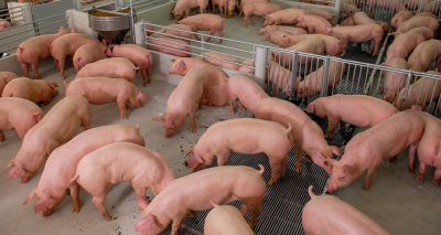 Calls for greater support for the pig sector