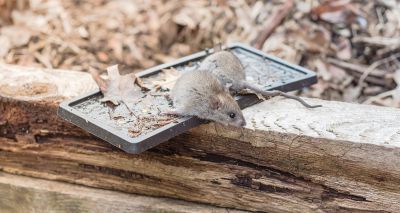 Glue tramps among worst method of rodent management, study finds