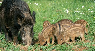 African Swine Fever confirmed in Italy