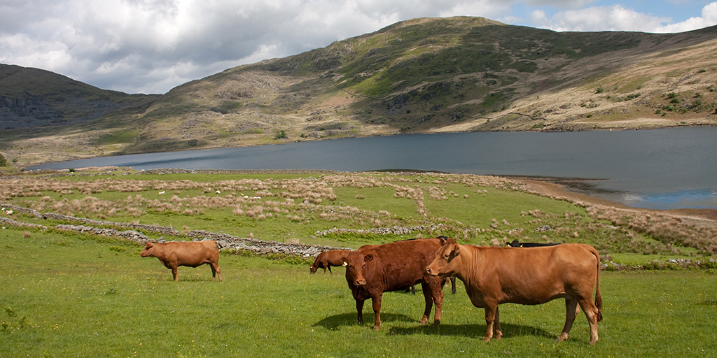 Welsh government introduces One Health focus