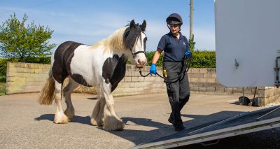 Horse charity reports record year for rehoming