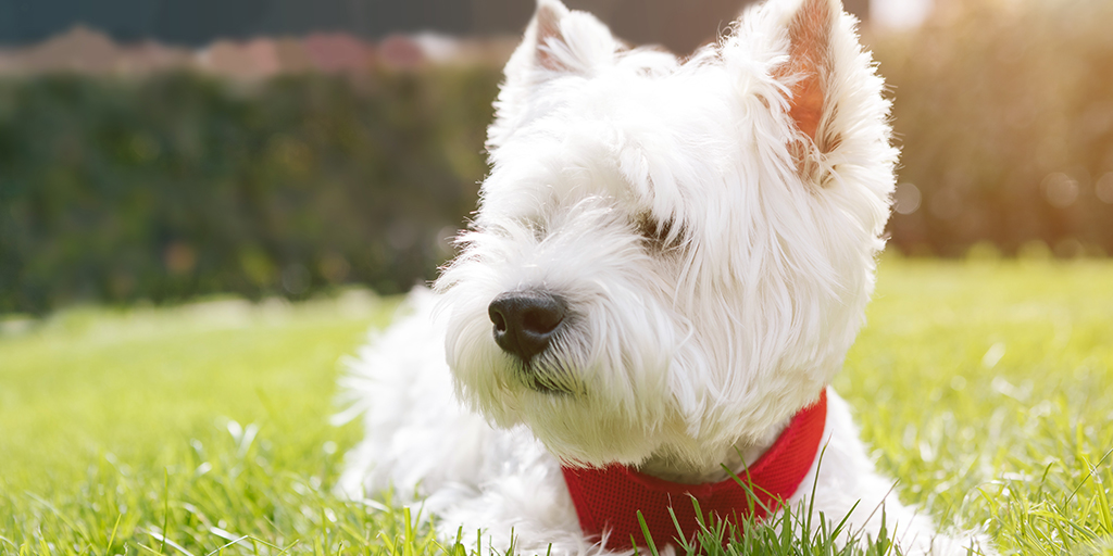 Edinburgh University trialling mycophenolate for Westie lung disease