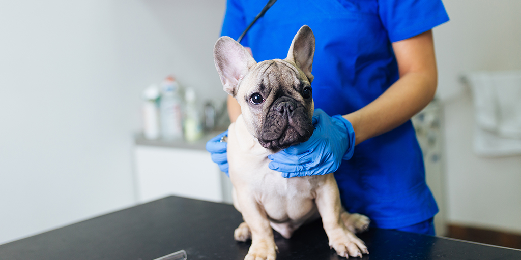 Vets condemn UK's first hairless 'French bulldogs'