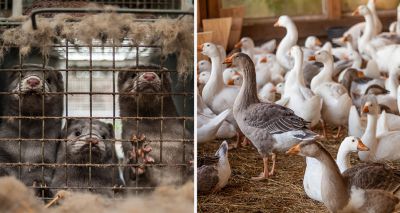 Government set to drop ban on foie gras and fur imports