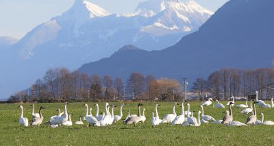 Climate change may have stronger effect on smaller-brained birds