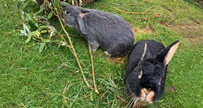 Two-hundred and forty-four per cent rise in new rabbit breeders