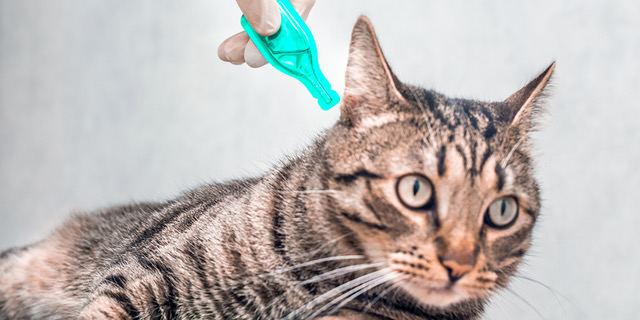 iCatCare supports the responsible use of parasiticides in cats