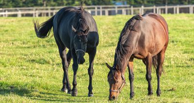 Vets express concern over cheap wormer promotion