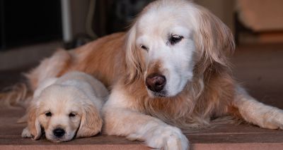 Princeton study explores canine ageing