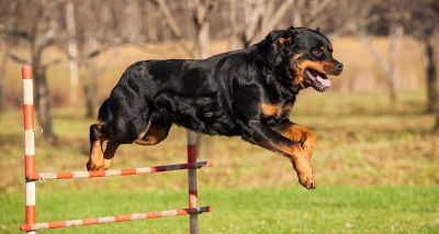 Core strength may help dogs avoid knee issues, study finds