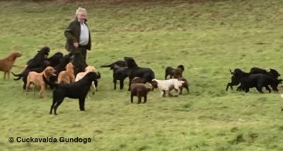 Falling power line kills 13 dogs in Storm Dudley