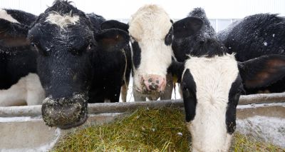 Animal abuse footage 'inexcusable', say cattle vets