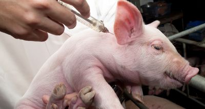 Fresh insights into how how pig immune system fights flu