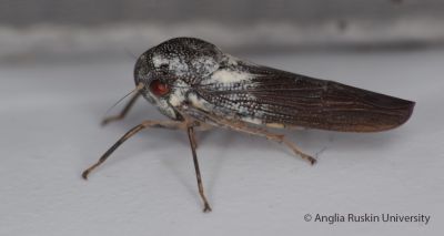 New species of leafhopper insect identified