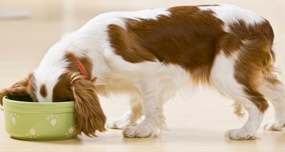 Survey reveals need for consensus on canine FMT