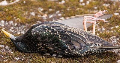 Hundreds of birds fall from sky in Pembrokeshire