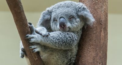 Australian government lists koala as endangered