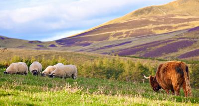 New Scottish Veterinary Service announced