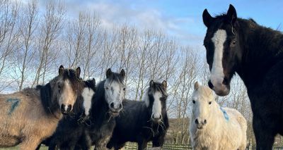 Herd of forty ponies rescued by welfare charities